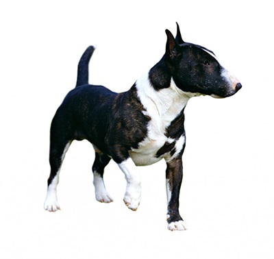 Características de la raza de perros Bull Terrier Miniatura
