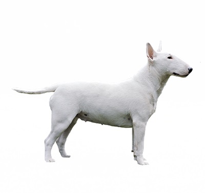 Características de la raza de perros Bull Terrier