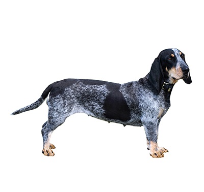 Características de la raza de perros Basset azul de Gascuña