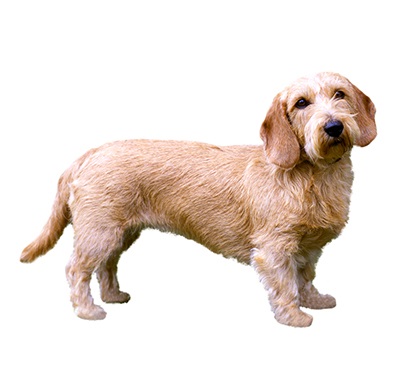 Características de la raza de perros Basset leonado de Bretaña