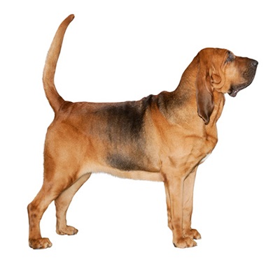 Características de la raza de perros Bloodhound