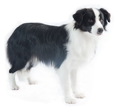 Características de la raza de perros Border Collie