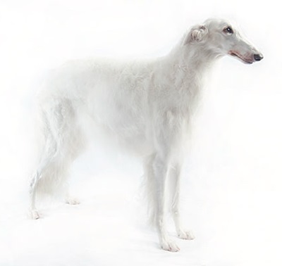 Características de la raza de perros Borzoi