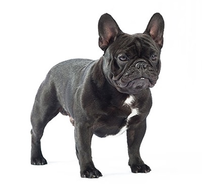 Características de la raza de perros Bulldog francés