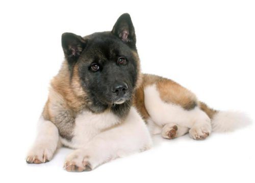 Características de la raza de perros Akita