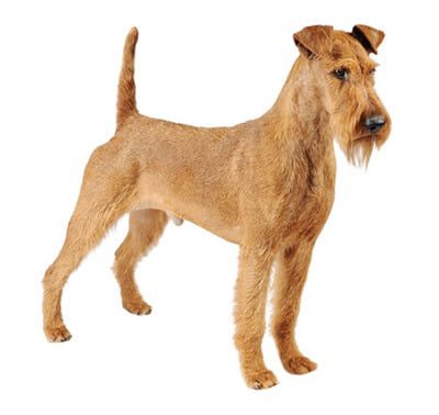 Características de la raza de perros Terrier irlandés
