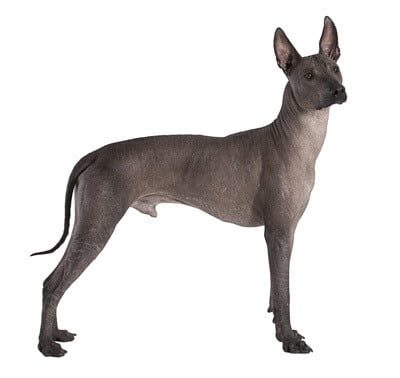 Características de la raza de perros Xoloitzcuintle o Mexican Hairless