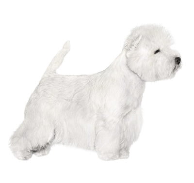 Características de la raza de perros West Highland White Terrier
